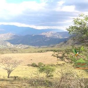 TERRENO DE 18 HECTÁREAS 44.46 ACRES.