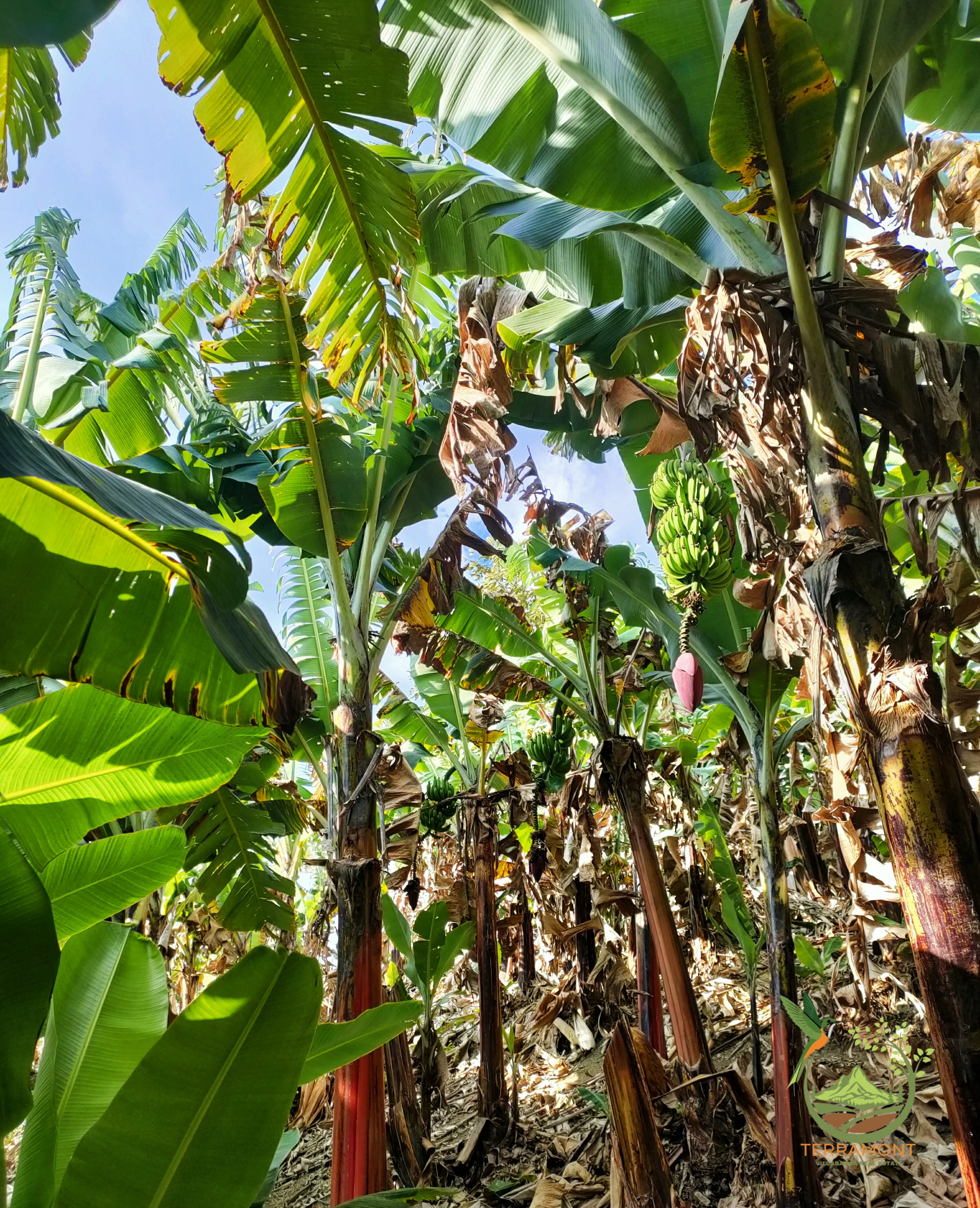Hermoso Lote de Terreno de venta en Vilcabamba
