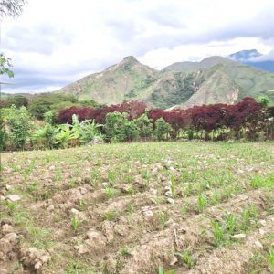 Se vende lote de 750m2, a 25 minutos de Vilcabamba.