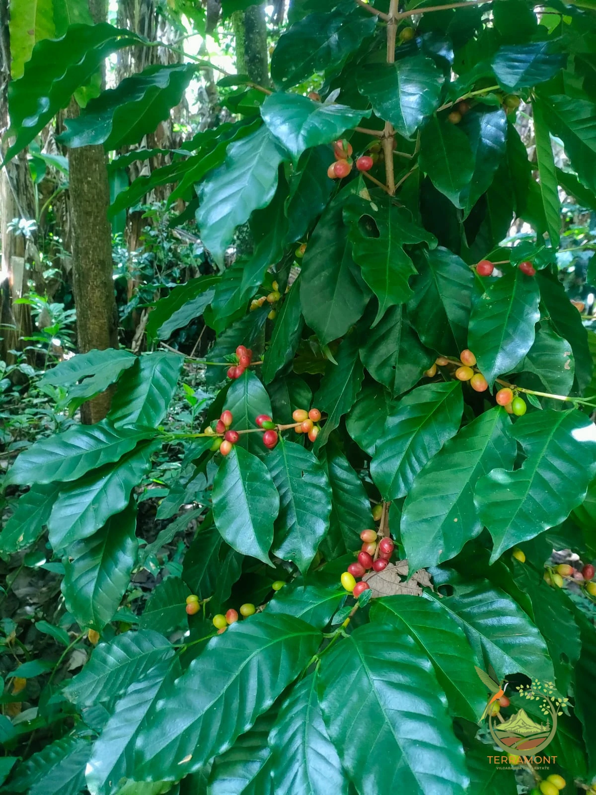 IMG-20240826-WA0090~1