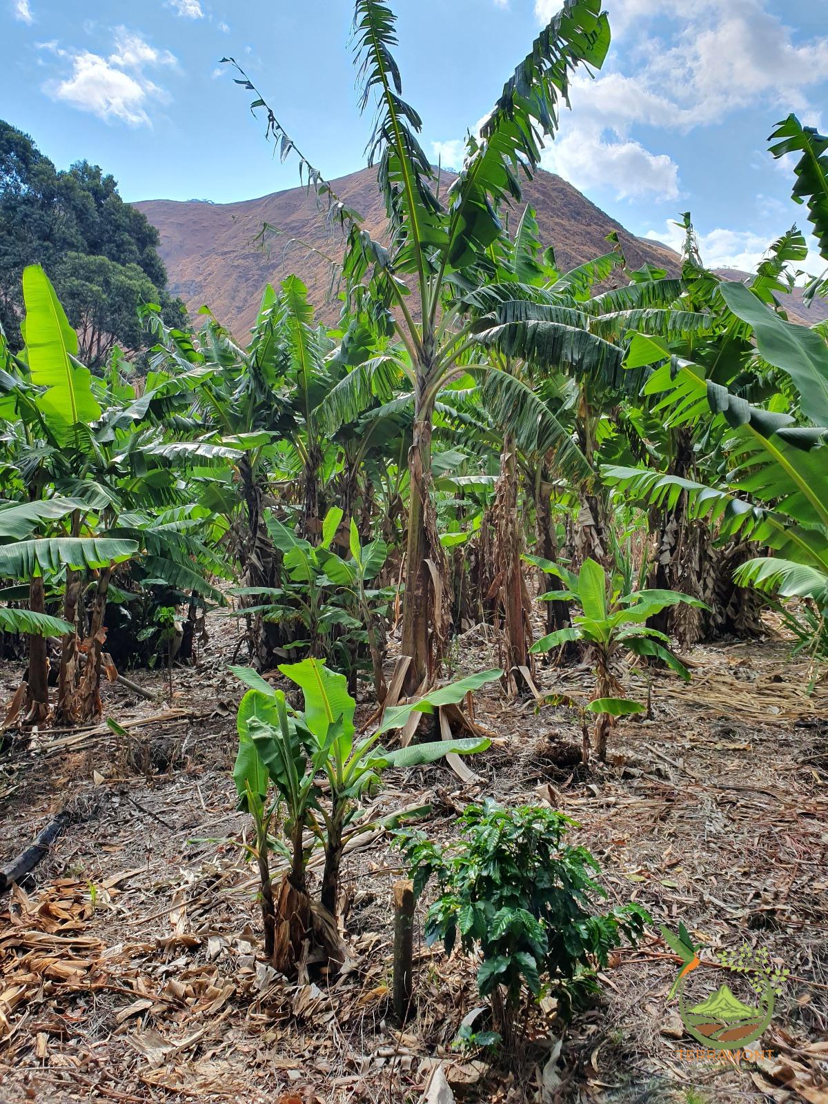 De Venta Fantástica Propiedad (25 min Vilcabamba)