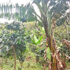 SE VENDE TERRENO TERRENO A 30 MINUTOS DE VILCABAMBA.