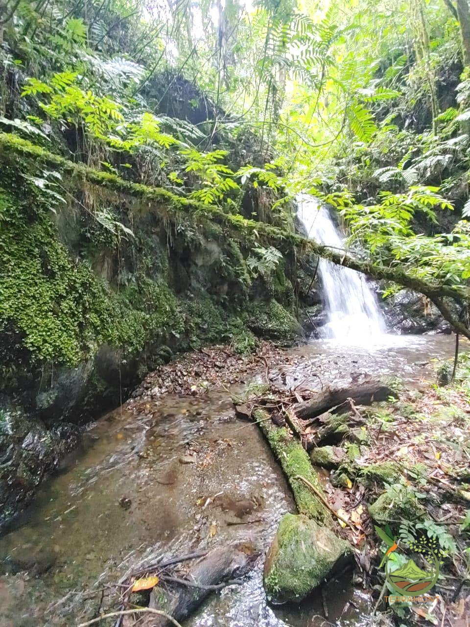 SE VENDE MAGNIFICA FINCA DE 42 HECTAREAS. (103.78 ACRES) EN VILCABAMBA.