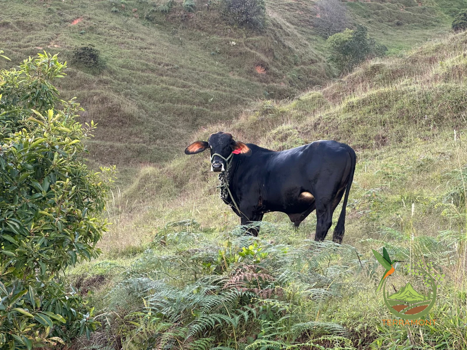 IMG-20250515-WA0132