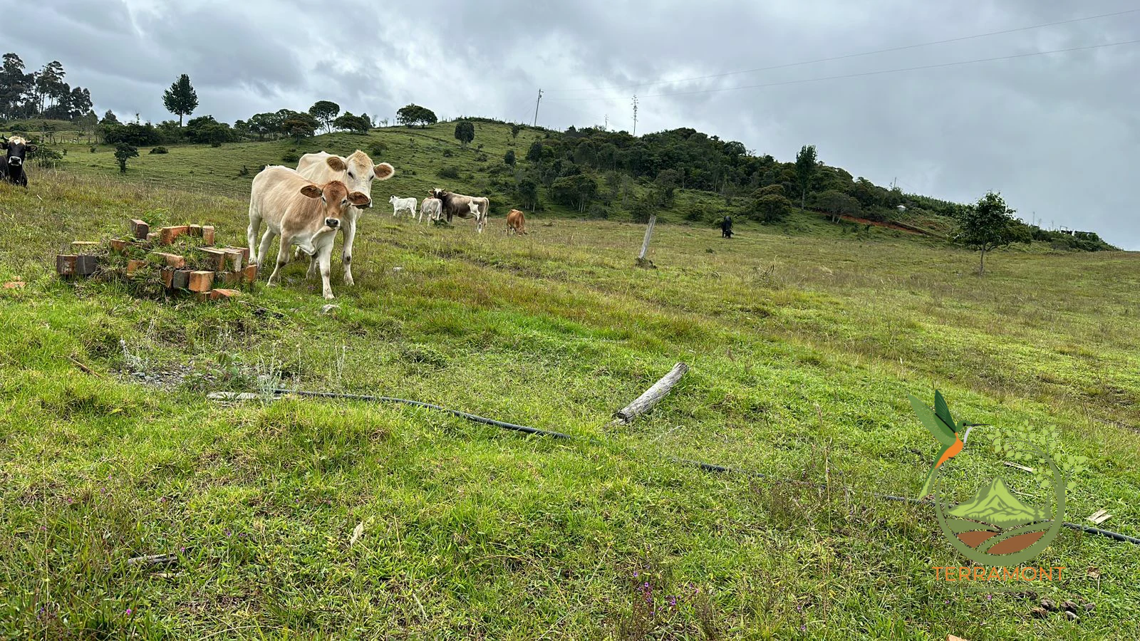 IMG-20250515-WA0137