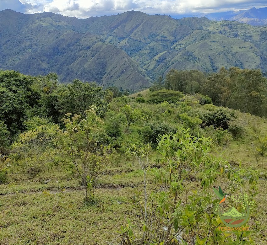 SE VENDE FANTÁSTICA FINCA EN LA PARTE ALTA DE VILCABAMBA.