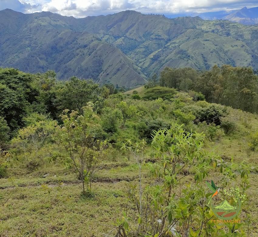 SE VENDE FANTÁSTICA FINCA EN LA PARTE ALTA DE VILCABAMBA.