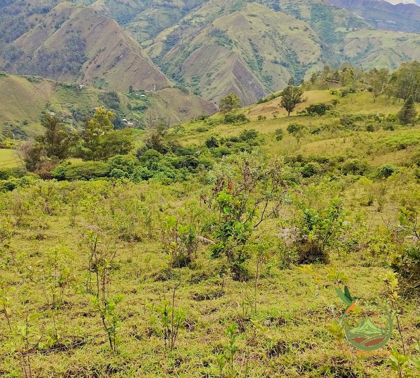 SE VENDE FANTÁSTICA FINCA EN LA PARTE ALTA DE VILCABAMBA.