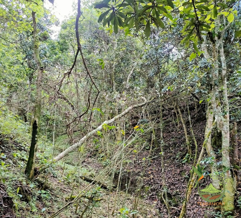 SE VENDE FANTÁSTICA FINCA EN LA PARTE ALTA DE VILCABAMBA.