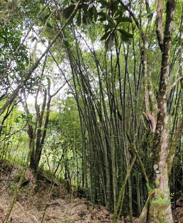 SE VENDE FANTÁSTICA FINCA EN LA PARTE ALTA DE VILCABAMBA.