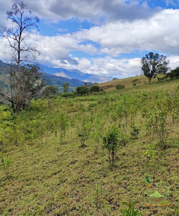 SE VENDE FANTÁSTICA FINCA EN LA PARTE ALTA DE VILCABAMBA.