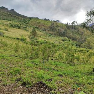 SE VENDE FANTÁSTICA FINCA EN LA PARTE ALTA DE VILCABAMBA.
