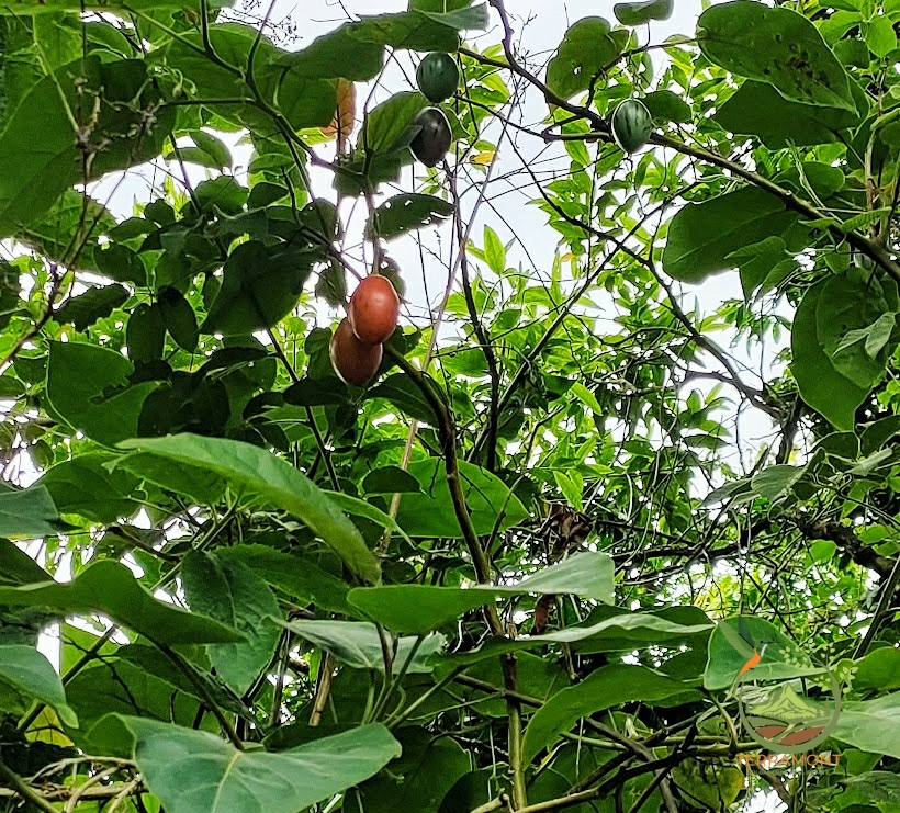 SE VENDE FANTÁSTICA FINCA EN LA PARTE ALTA DE VILCABAMBA.