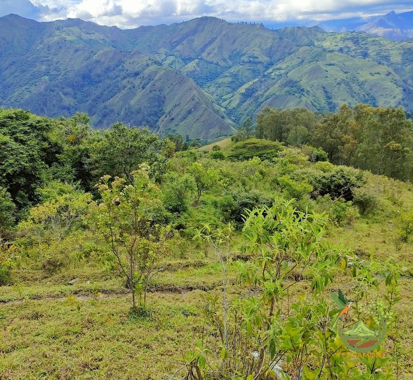 SE VENDE FANTÁSTICA FINCA EN LA PARTE ALTA DE VILCABAMBA.