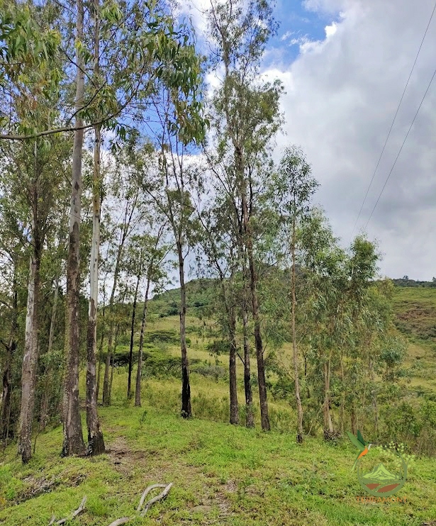 SE VENDE FANTÁSTICA FINCA EN LA PARTE ALTA DE VILCABAMBA.