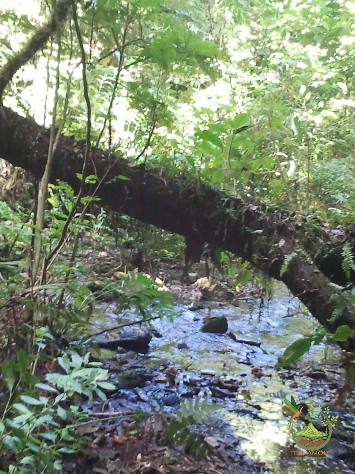 SE VENDE MAGNIFICA FINCA DE 42 HECTAREAS. (103.78 ACRES) EN VILCABAMBA.