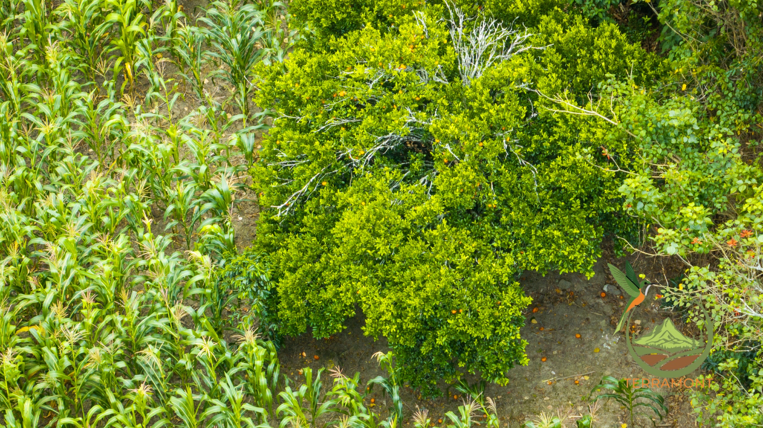 SE VENDE TERRENO EN VILCABAMBA