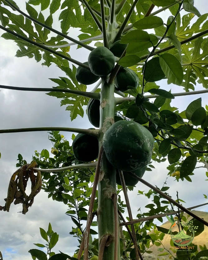 Captura de pantalla 2025-07-17 092534