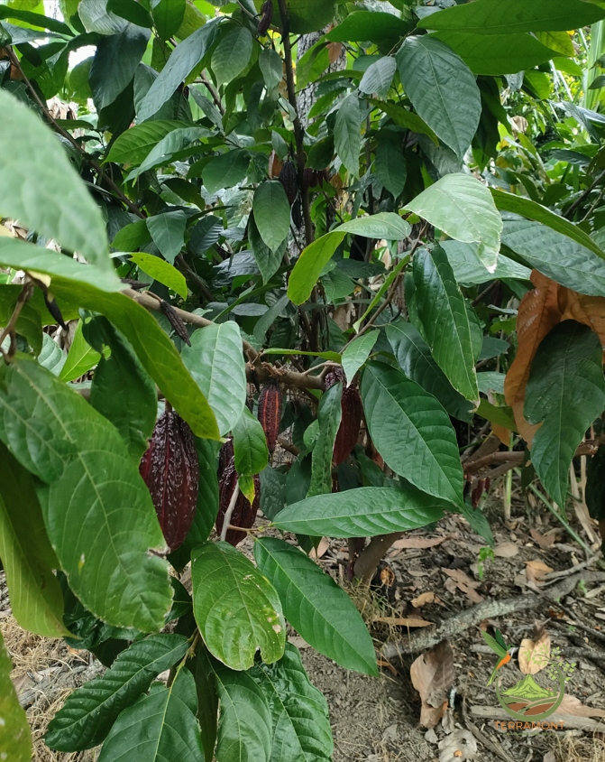 Captura de pantalla 2025-07-17 092608