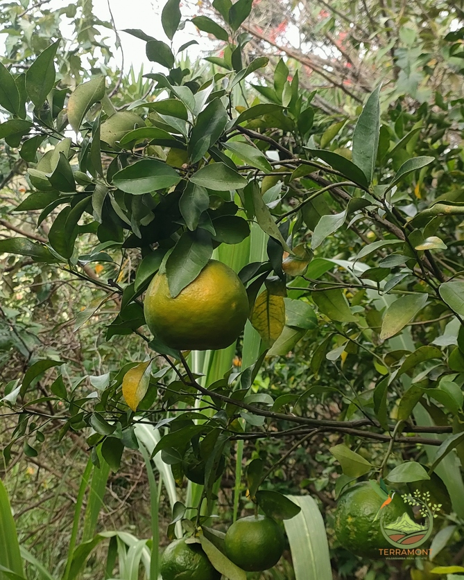 Captura de pantalla 2025-07-17 092626