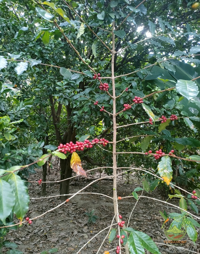 Captura de pantalla 2025-07-17 092652