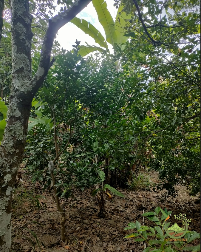 Captura de pantalla 2025-07-17 092756