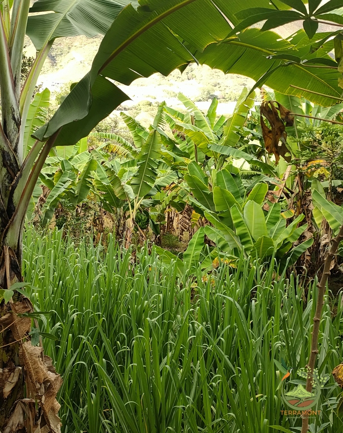 Captura de pantalla 2025-07-17 093132