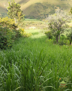 SE VENDE TERRENO JUNTO AL RIO.