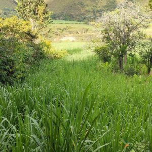 SE VENDE TERRENO JUNTO AL RIO.