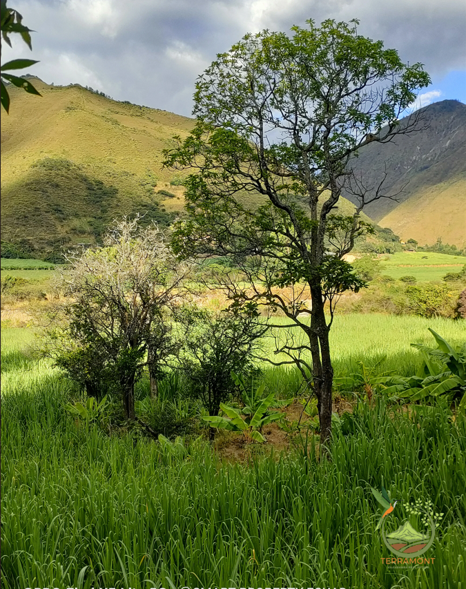 Captura de pantalla 2025-07-17 093306