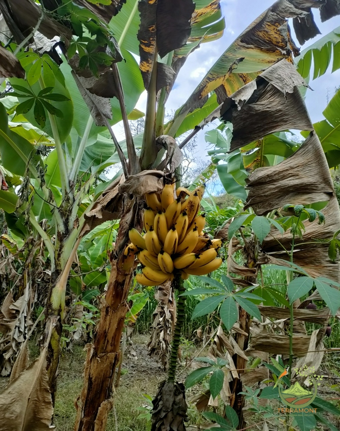 Captura de pantalla 2025-07-17 093338