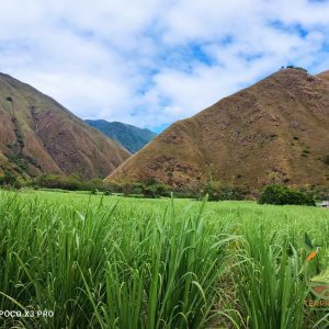 SE VENDE FANTÁSTICA FINCA DE 3 HECTÁREAS 7.41 ACRES .